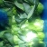 油菜大量上市，品质好价格低