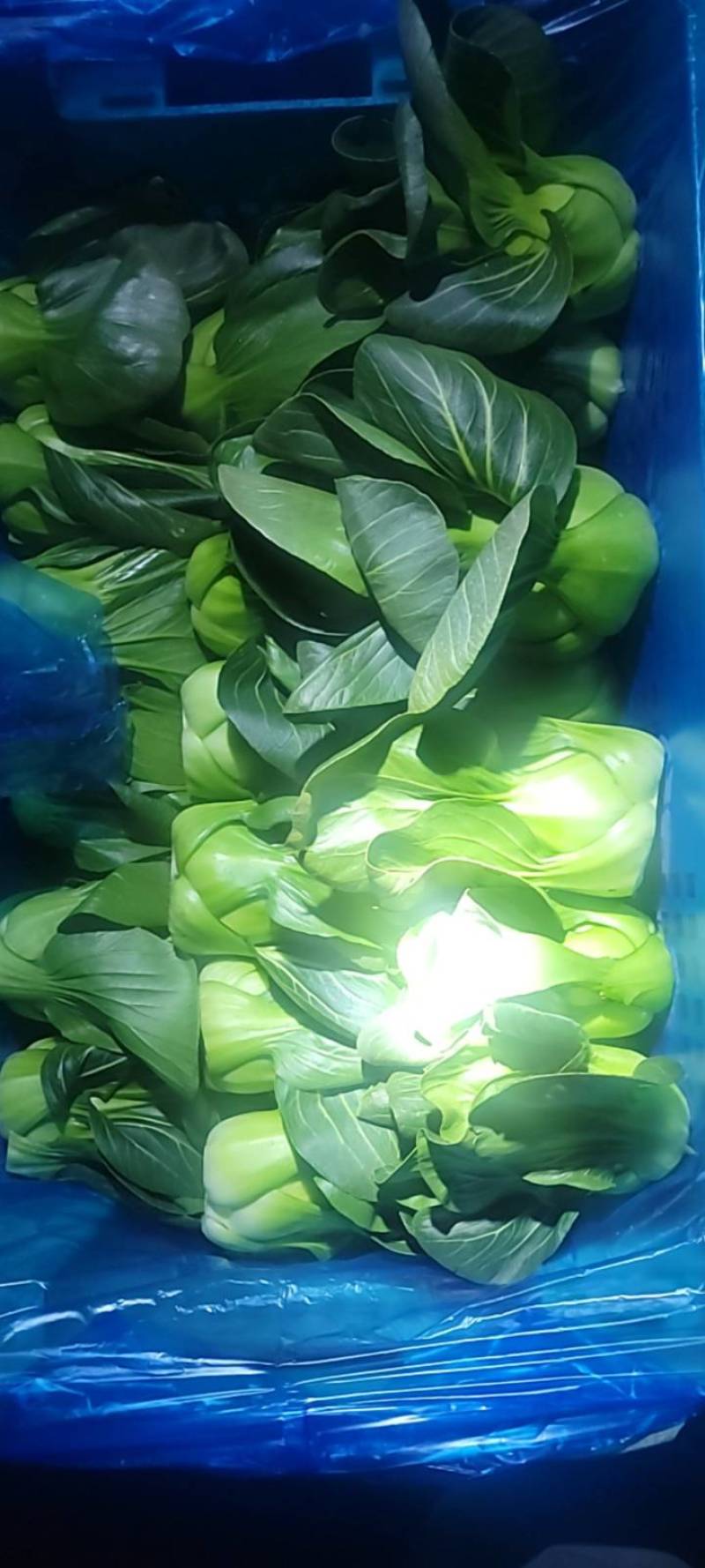 油菜大量上市，品质好价格低