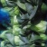 油菜大量上市，品质好价格低