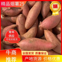 【推荐】唐山烟薯25烤块种植基地大量有货欢迎来电咨询