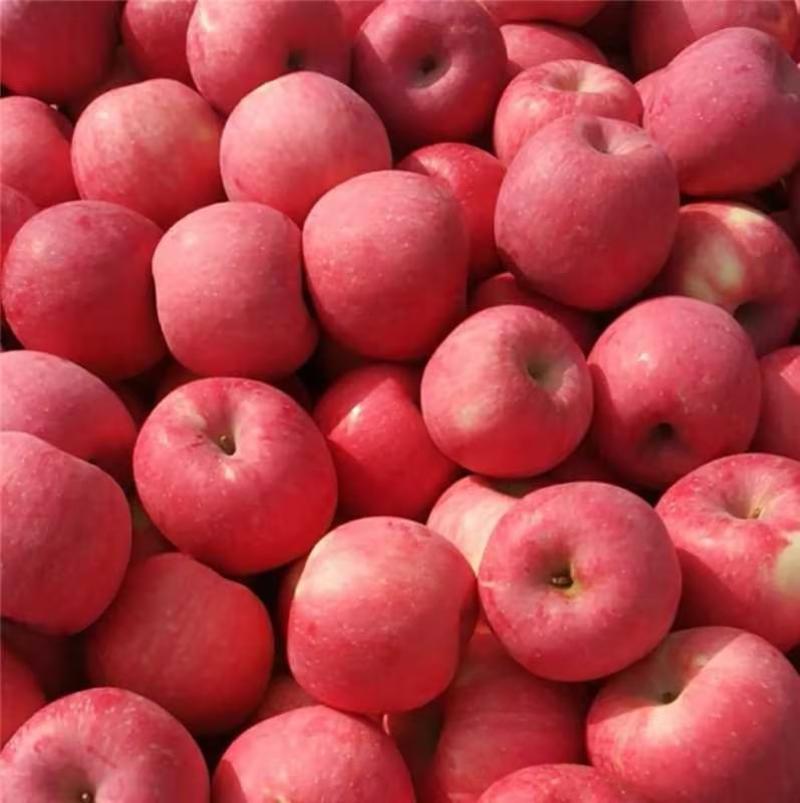 优质红富士苹果，大量出货，品质保证诚信经营量大从优