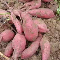 【济薯】山东济薯26现挖现发软糯香甜万亩基地持续供应