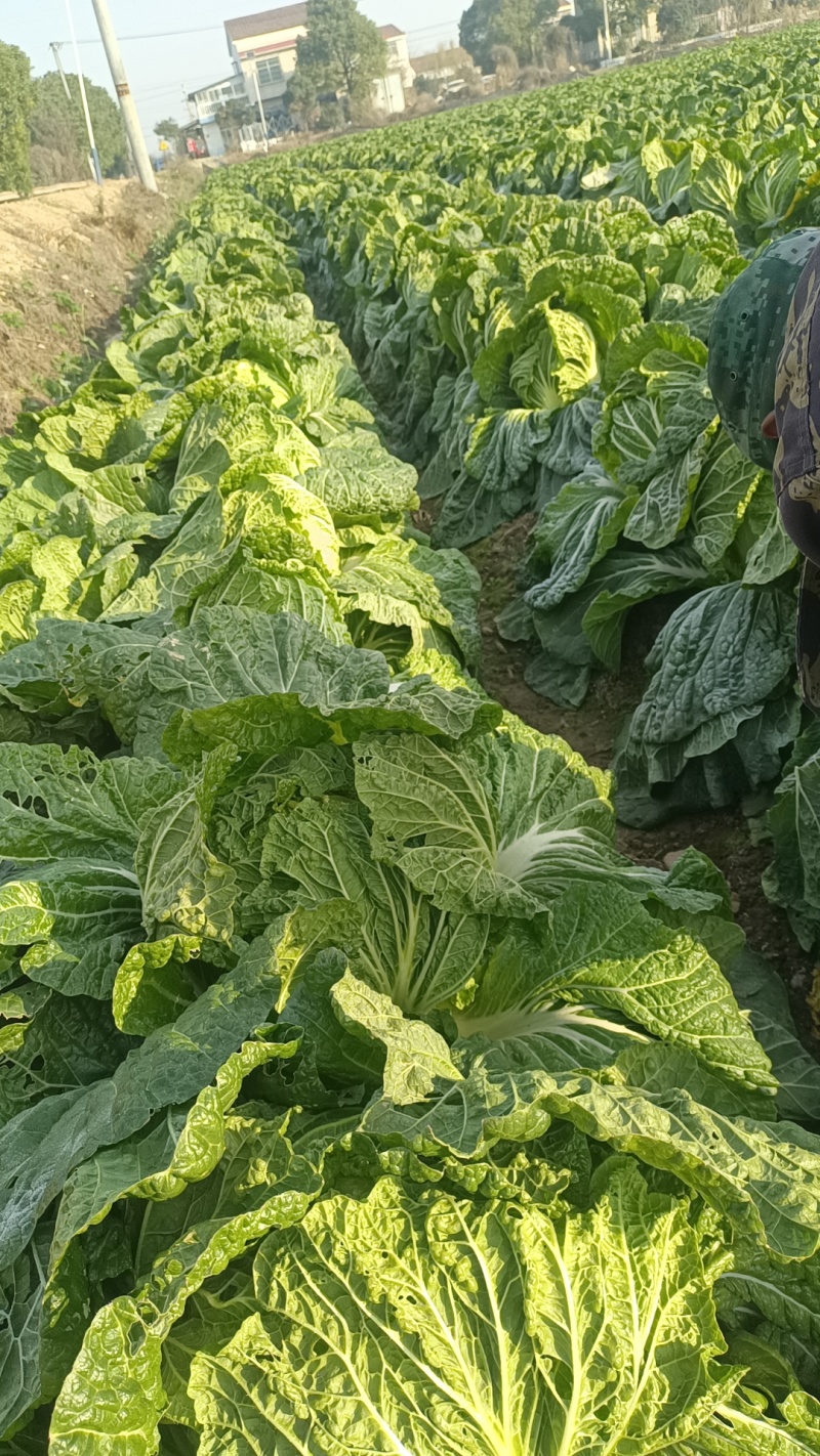 娃娃菜，黄心白菜，湖南岳阳君山白菜，交通便利