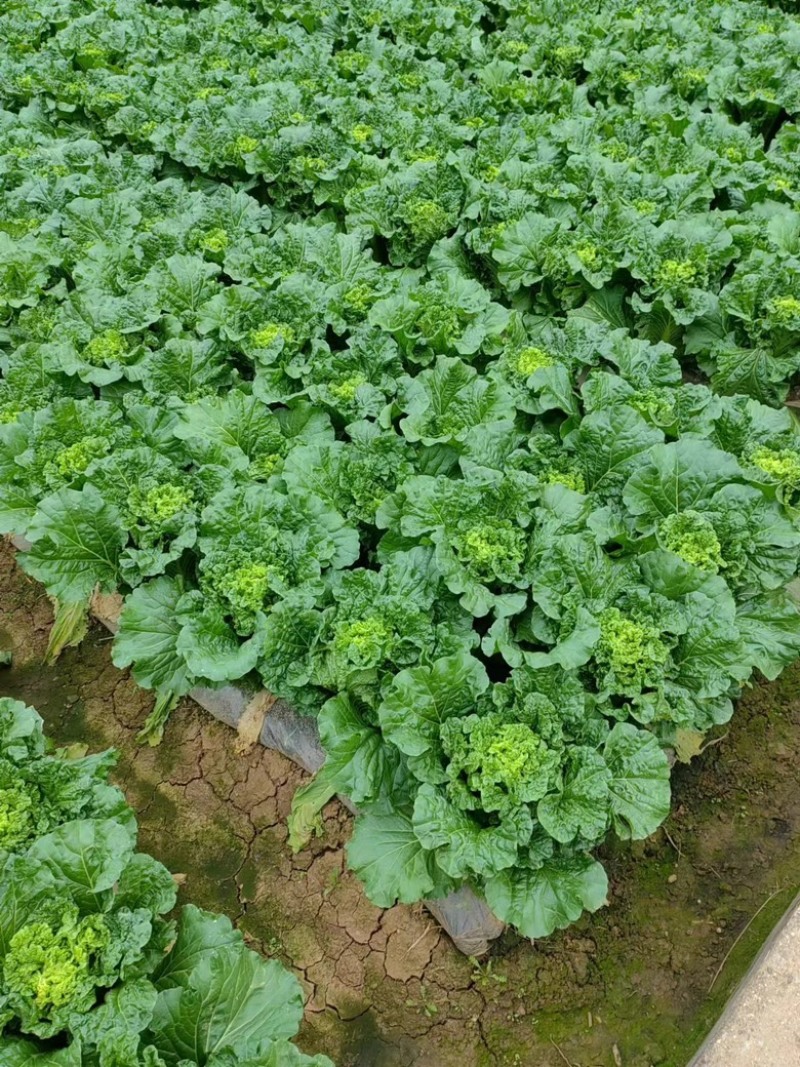 秋绿60白菜玉溪白菜专业代办一条龙服务走货省心便利