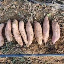山东精品哈密红薯，现挖现发，新鲜保质，规格多样，欢迎来电