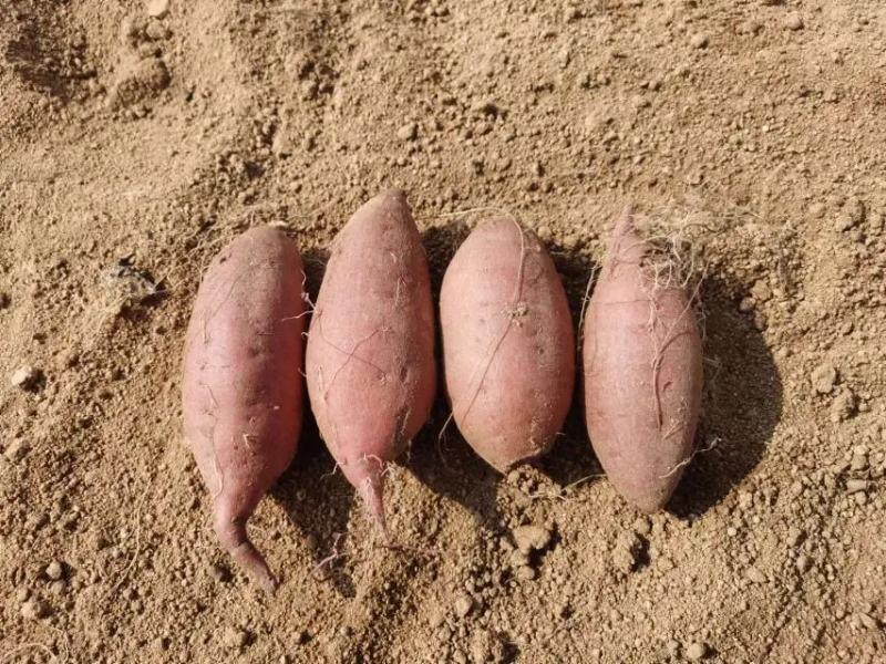 山东精品哈密红薯，现挖现发，新鲜保质，规格多样，欢迎来电