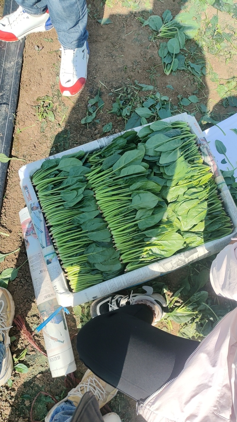 菠菜推荐圆叶菠菜大叶菠菜诚信第一做工精细质量保
