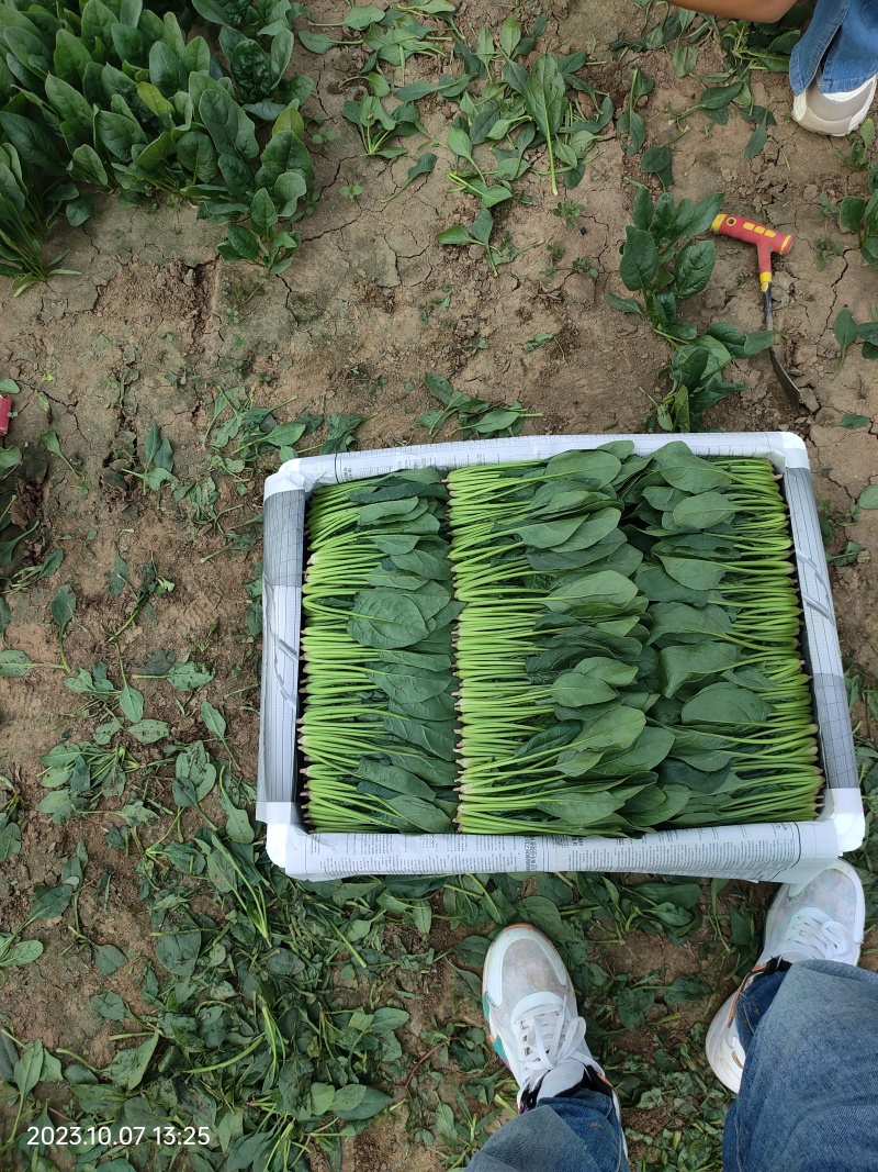 菠菜推荐圆叶菠菜大叶菠菜诚信第一做工精细质量保