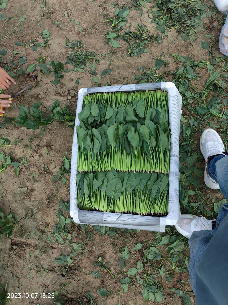 【推荐】优选菠菜小叶菠菜万亩示范基地做工精细