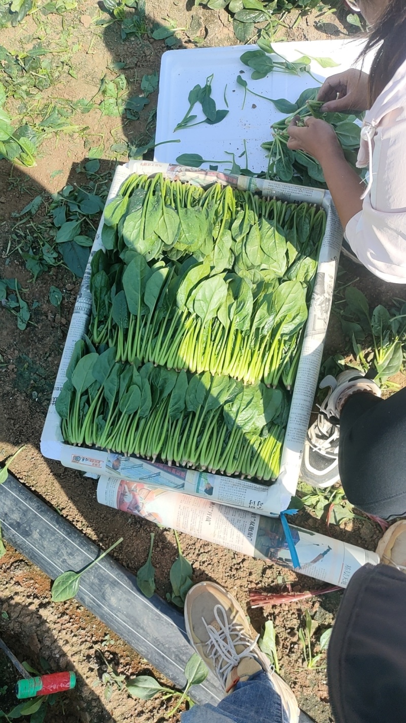 山东菠菜苗大叶菠菜做工精细质量保证对接市场电商