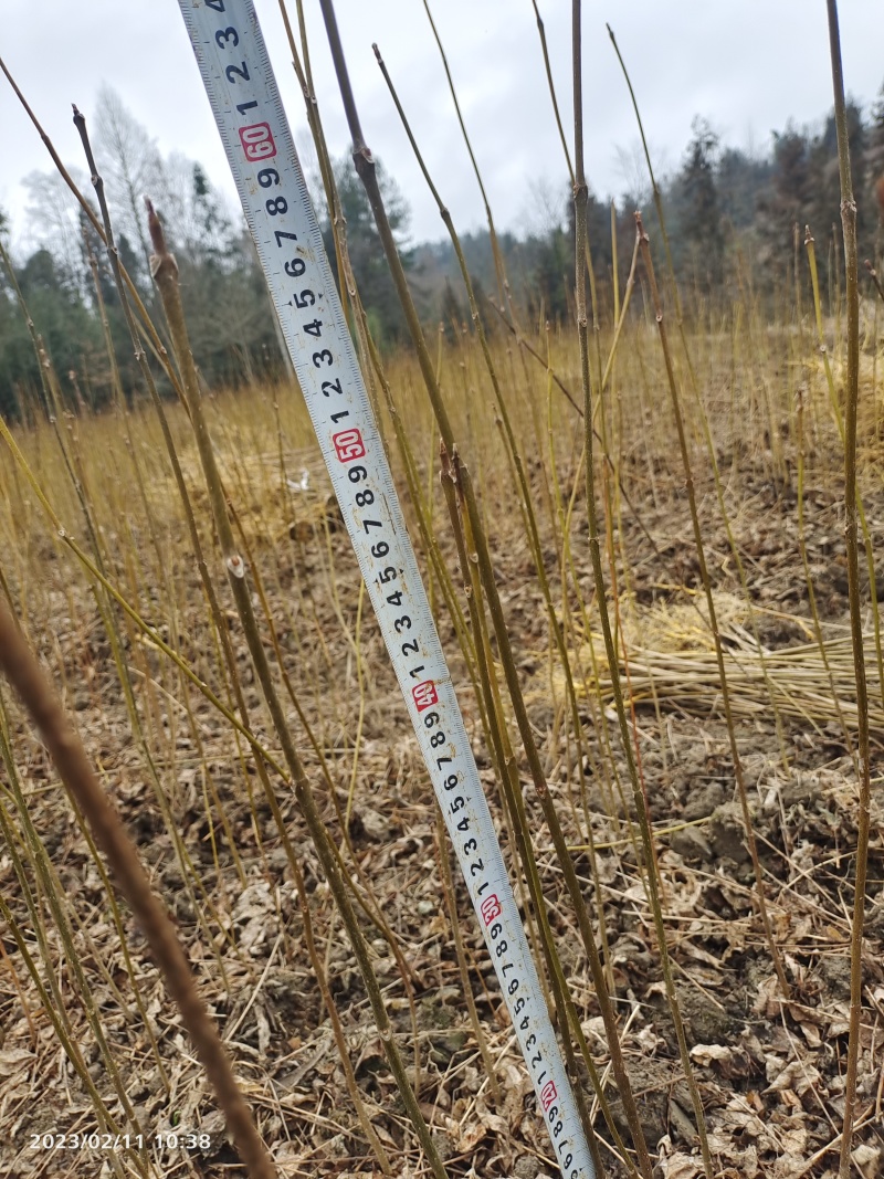 黄柏苗、厚皮川黄柏苗，黄柏树苗（树皮入药）