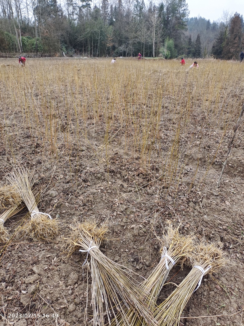 黄柏苗、厚皮川黄柏苗，黄柏树苗（树皮入药）