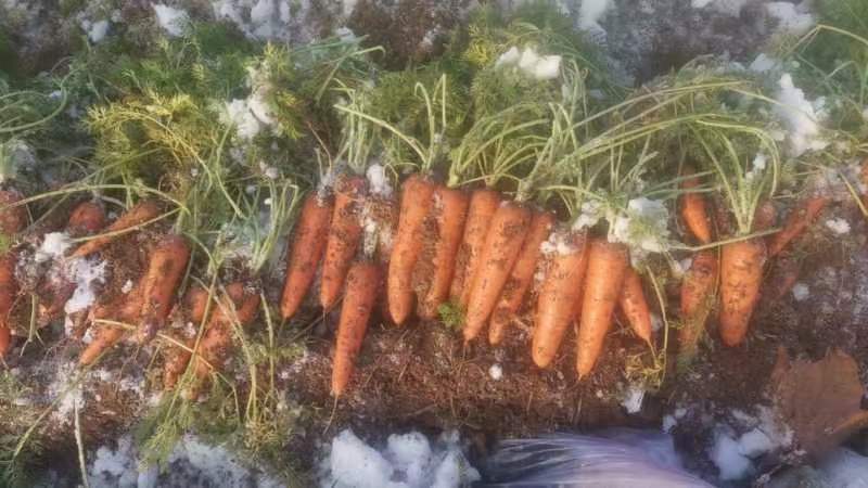 开封三红胡萝卜精品水洗胡中条萝卜大红红萝卜品种齐全