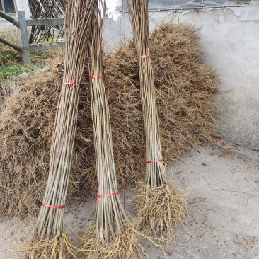 黄柏苗、厚皮川黄柏苗，黄柏树苗（树皮入药）