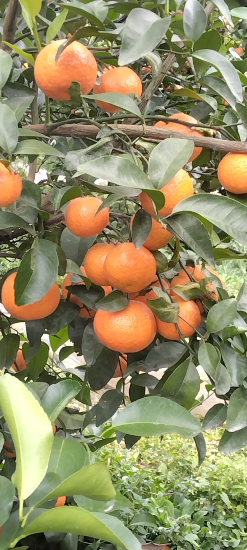 广西桂林恭城优质沃柑