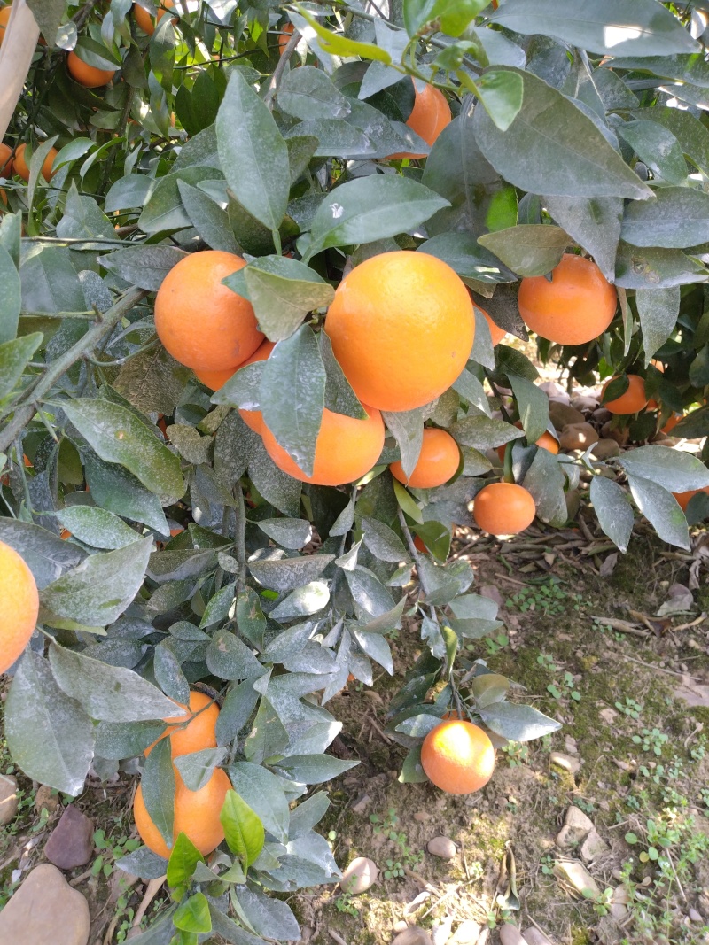 广西桂林恭城优质沃柑