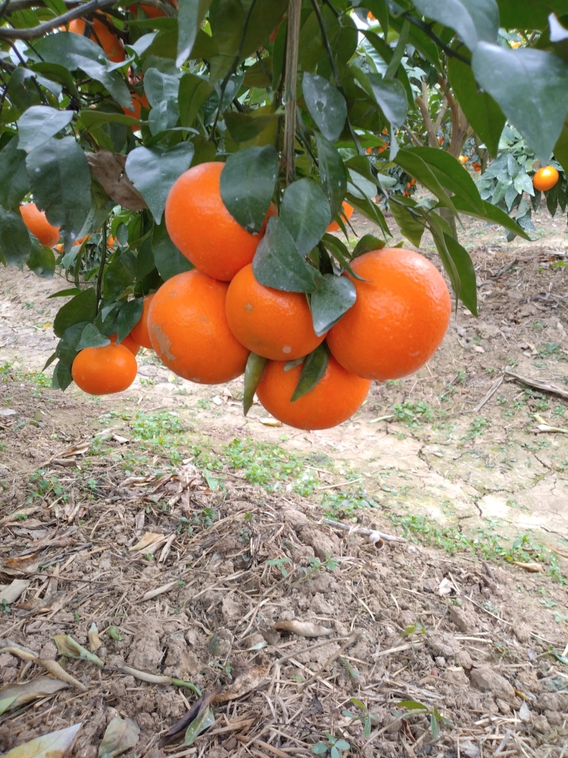 广西桂林恭城优质沃柑