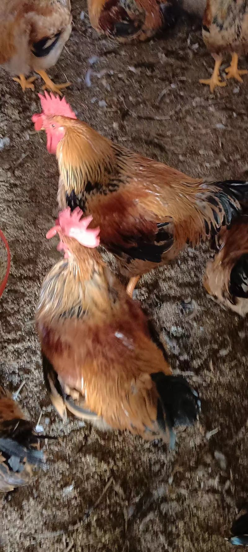 优良品种的三黄白条鸡，养的时间长，肉质鲜嫩