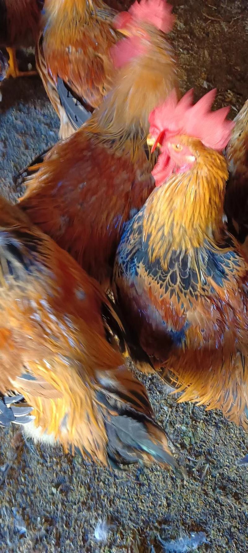 优良品种的三黄白条鸡，养的时间长，肉质鲜嫩