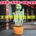 网红仙人掌同款跳舞唱歌扭扭学说话儿童玩具婴儿生日礼物