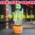 网红仙人掌同款跳舞唱歌扭扭学说话儿童玩具婴儿生日礼物