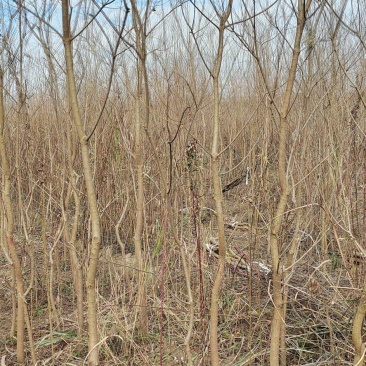 江西乌桕小苗3公分乌桕造林苗乌桕苗基地