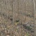 江西乌桕小苗3公分乌桕造林苗乌桕苗基地