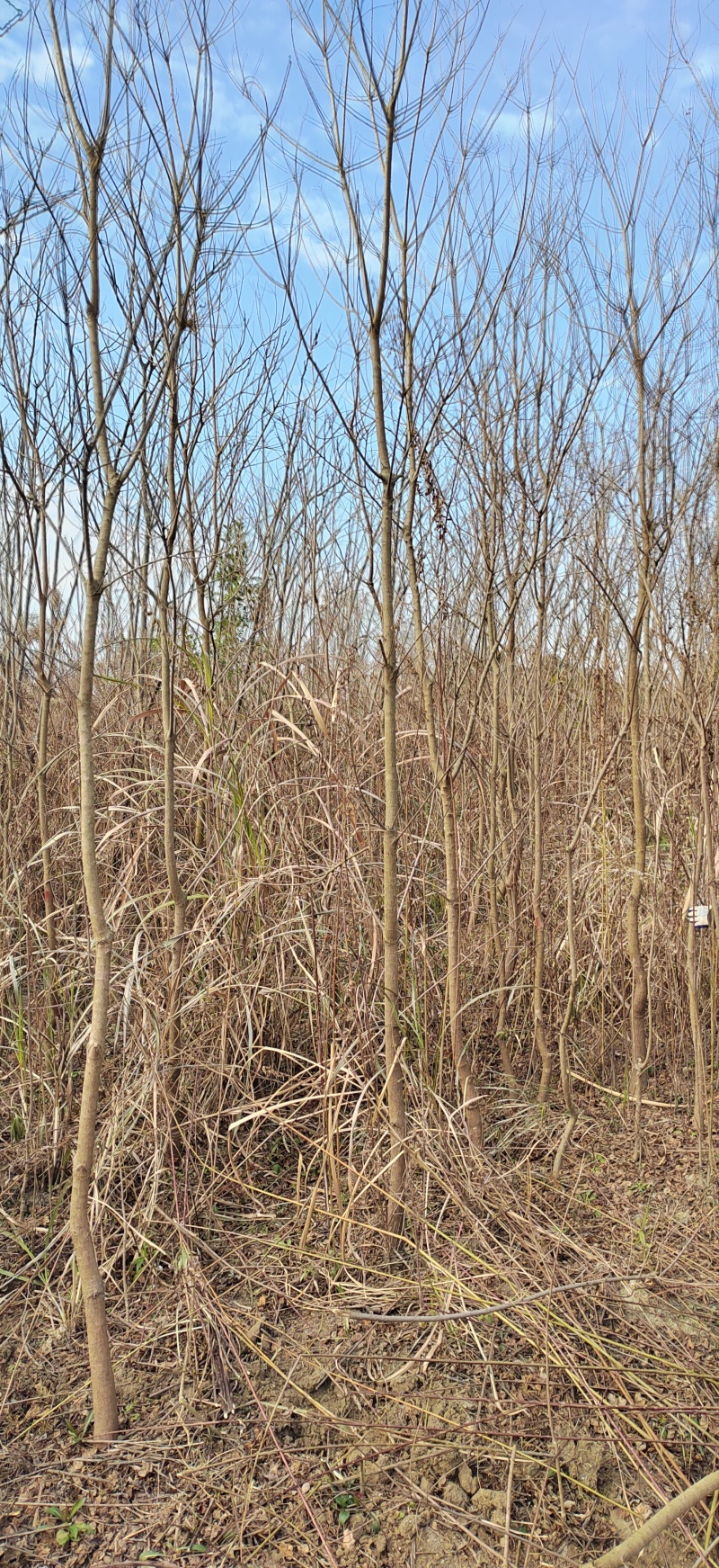 江西乌桕小苗3公分乌桕造林苗乌桕苗基地