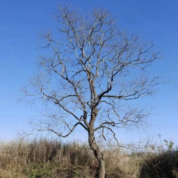 精品乌桕