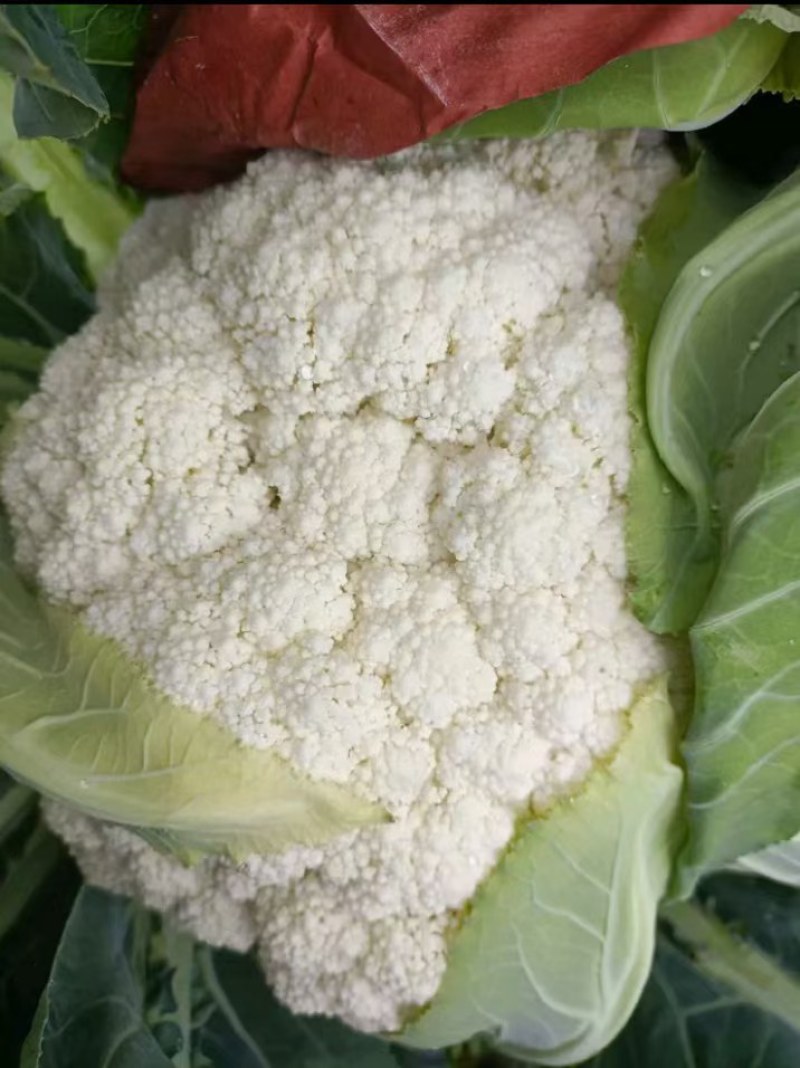 云南小米有机花菜