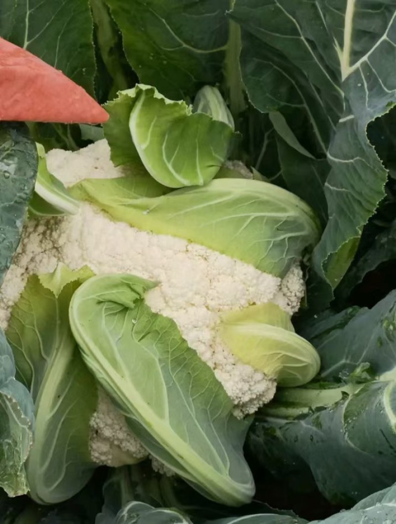 云南小米有机花菜