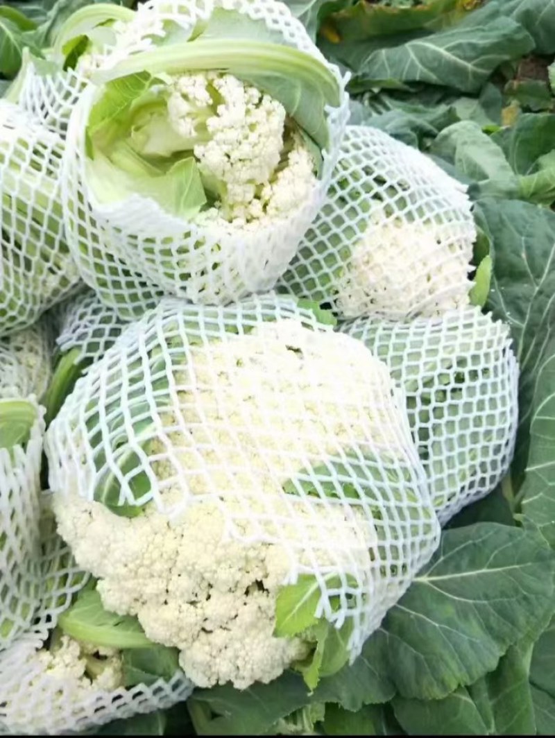 云南小米有机花菜