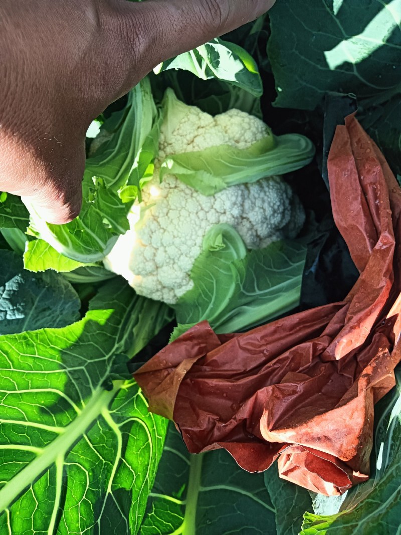 云南小米有机花菜