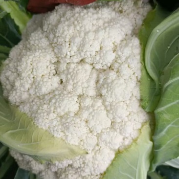 云南小米有机花菜