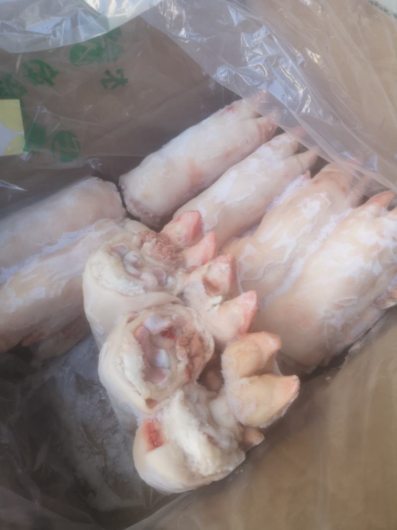 母猪蹄