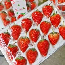丹东精品大红颜草莓，精品货，欢迎各地客商前来选购