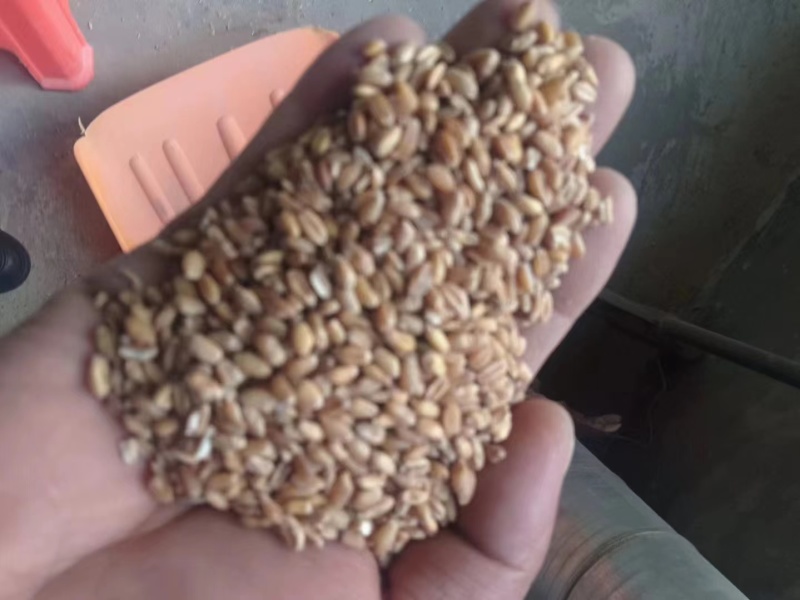 碎玉米麦漏玉米粉大量现货