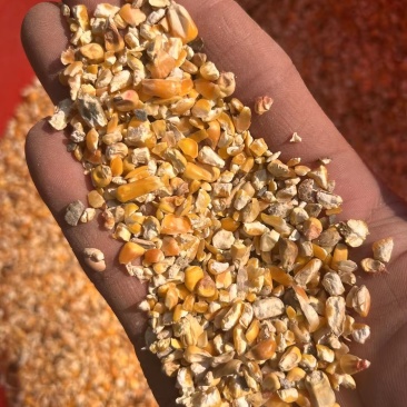 碎玉米麦漏玉米粉大量现货