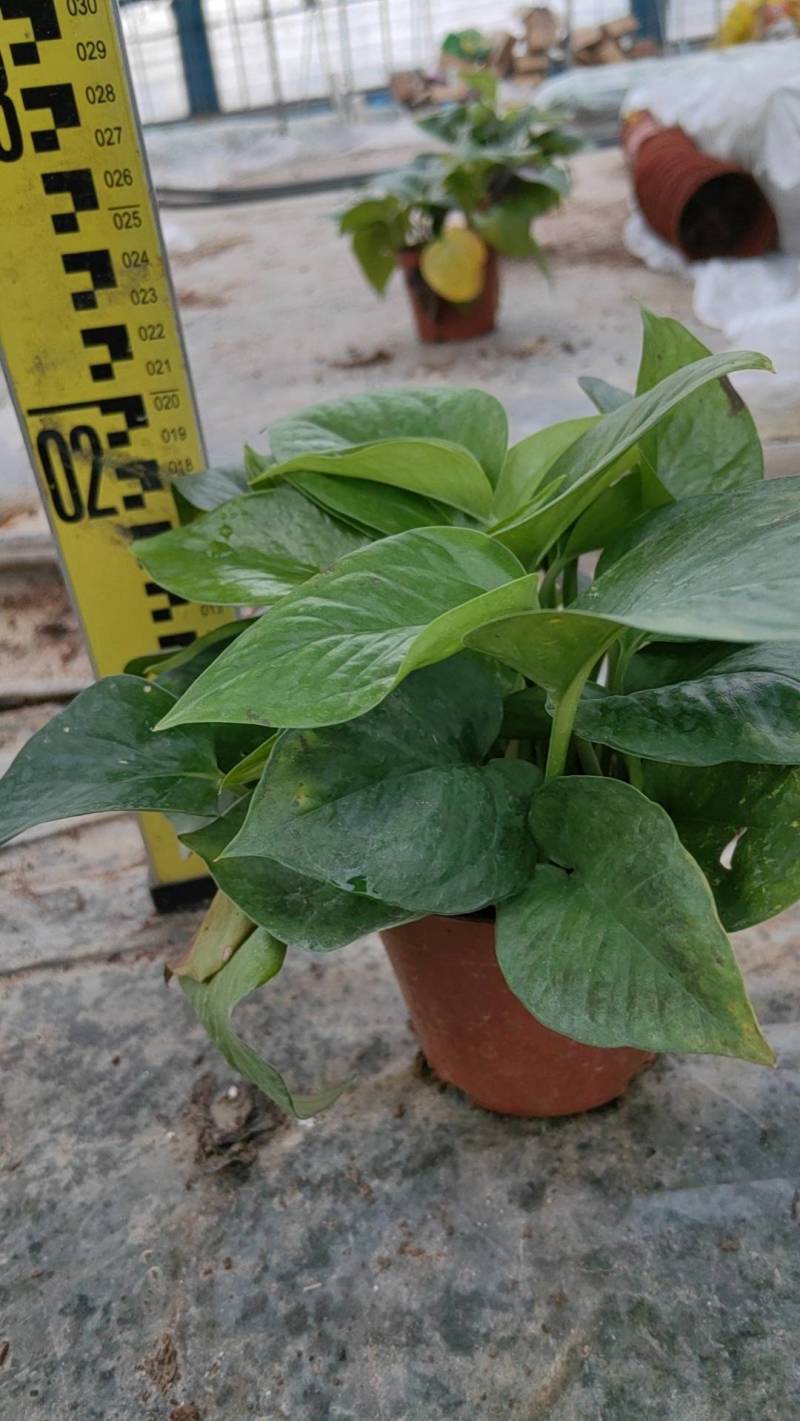 绿萝110盆