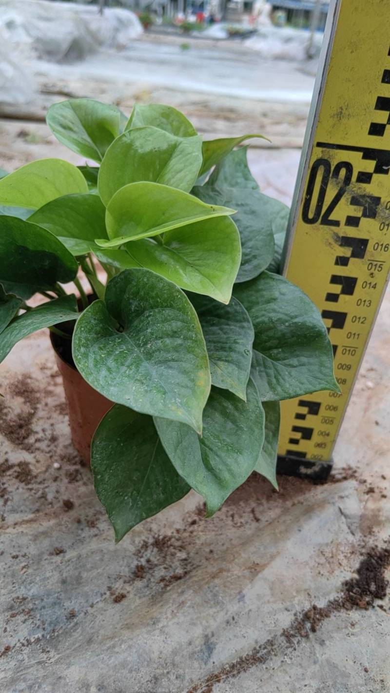 绿萝110盆