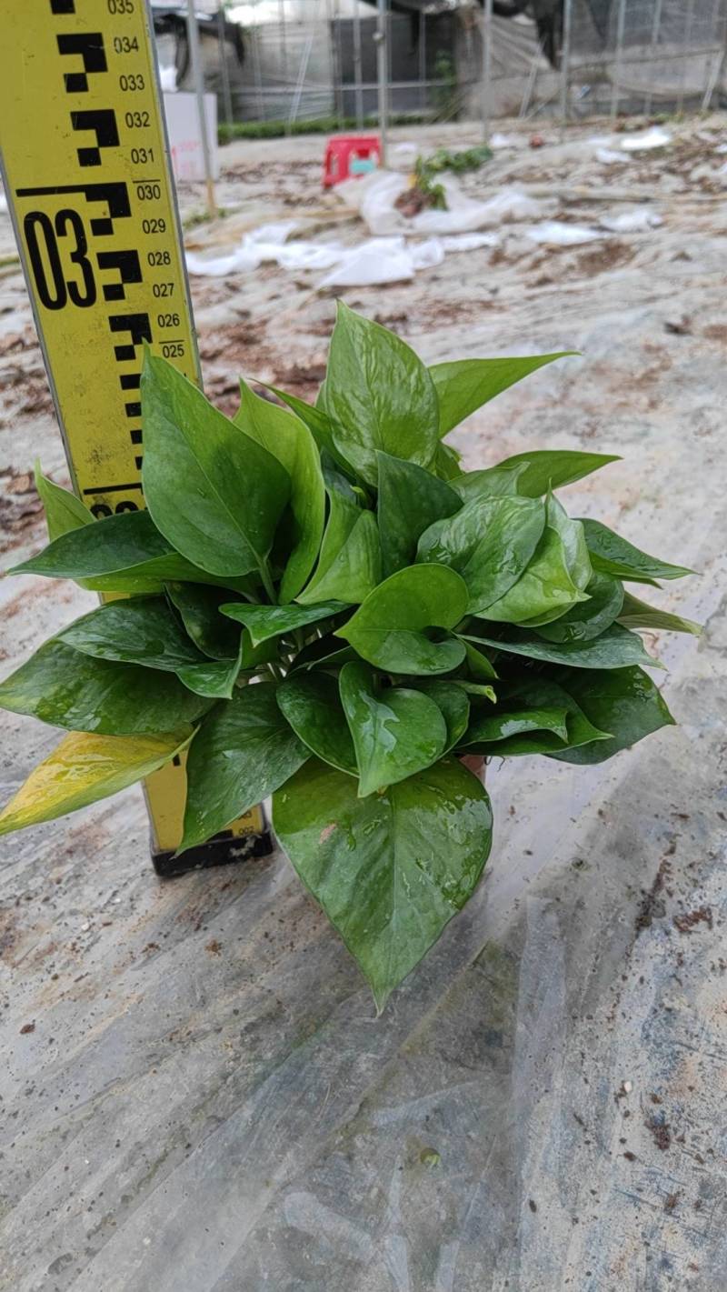绿萝110盆