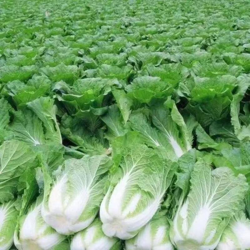 白菜安徽蔬菜大白菜大量上市个大价优欢迎选购