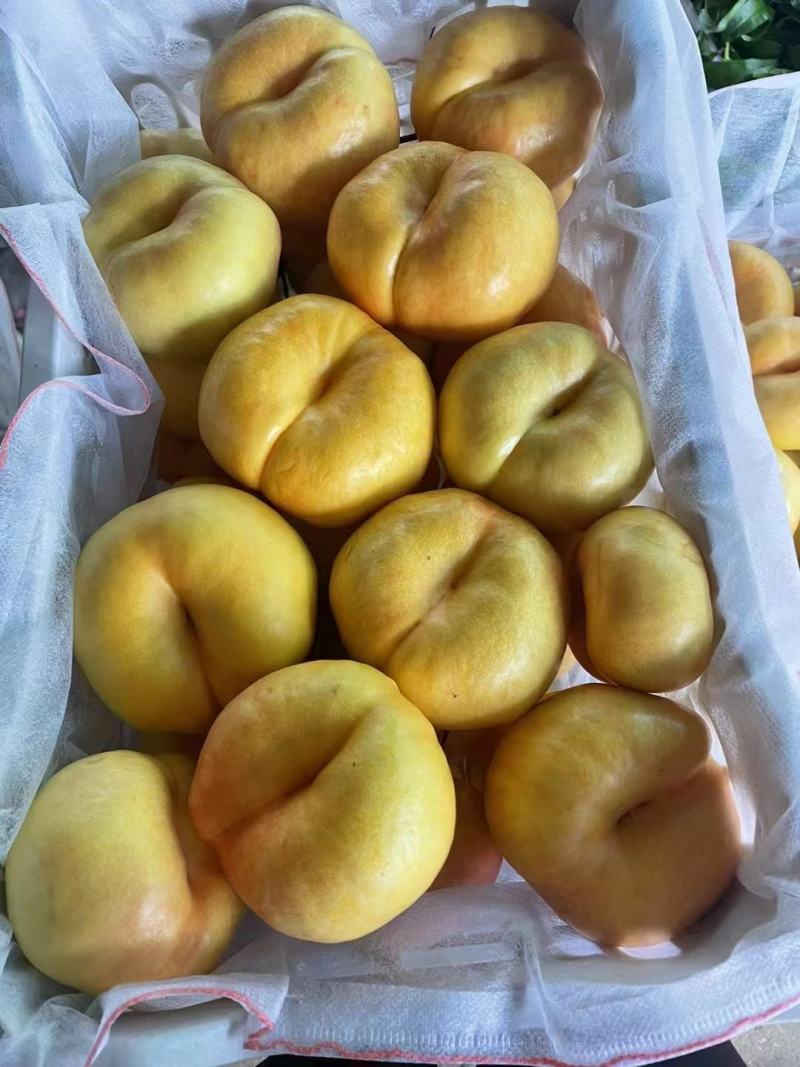 黄蟠桃基地种植一手货源，品质好，价格优欢迎老板咨询
