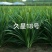 久星16号韭菜种子不休眠大棚宽叶韭菜种籽高产耐寒四季收蔬