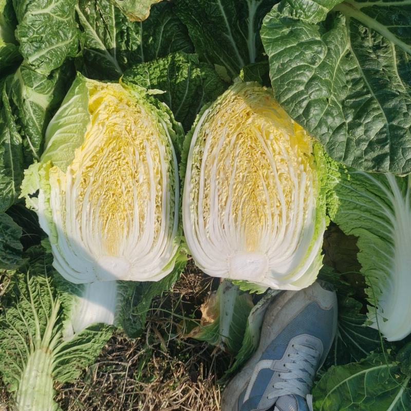 湖北玲珑黄黄心白菜大量供应质量保证价格实惠