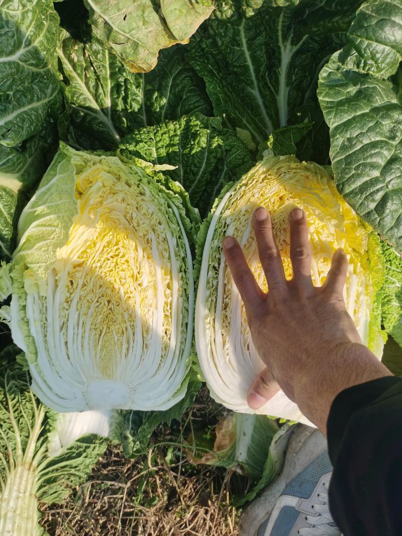 湖北玲珑黄黄心白菜大量供应质量保证价格实惠
