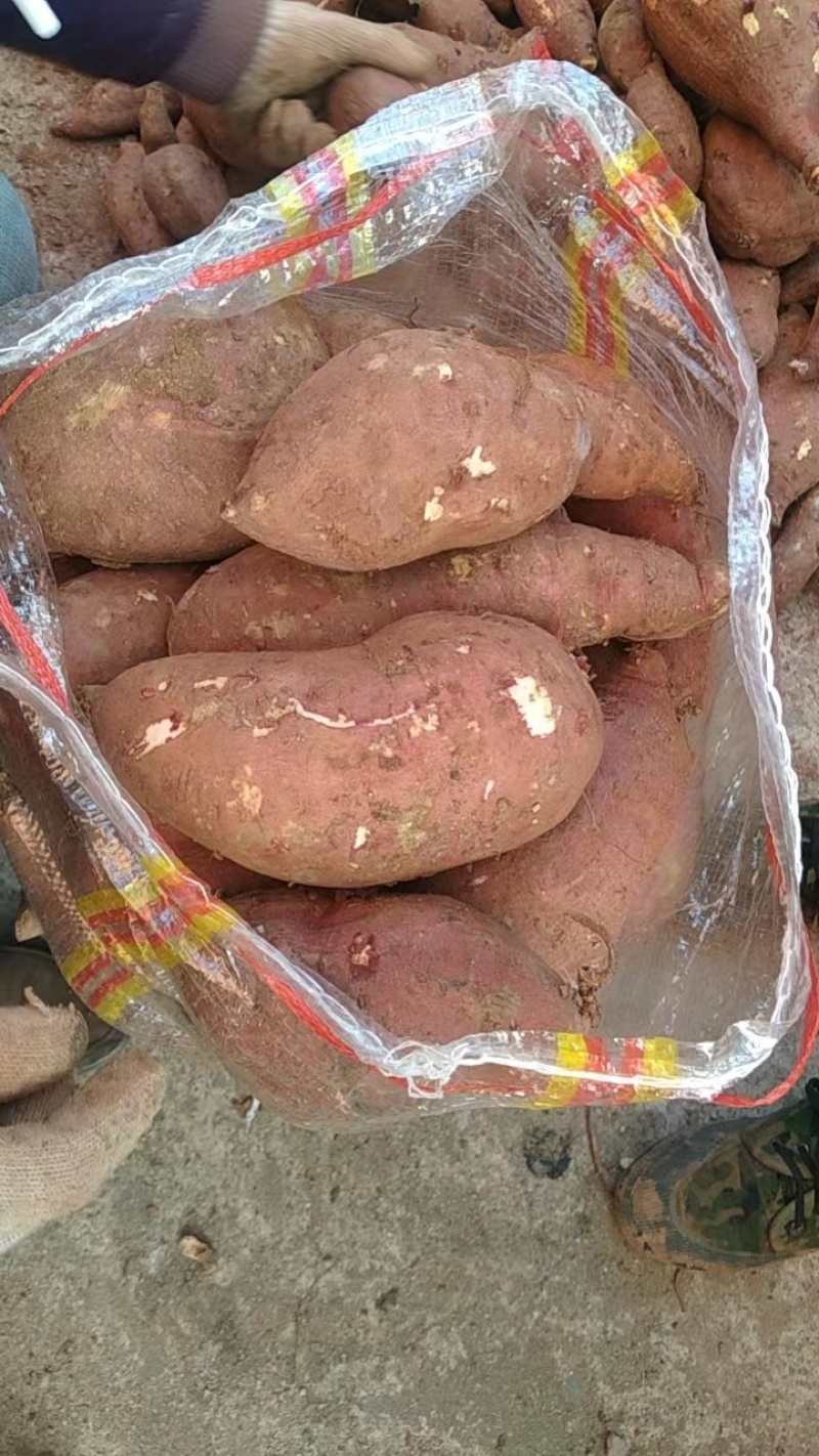 河南南阳红薯西瓜红红薯大量有货品种齐全欢迎选购19，西瓜红