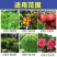 增威赢特60.6%氟噻唑吡乙酮代森锰锌黄瓜霜霉病晚疫病农