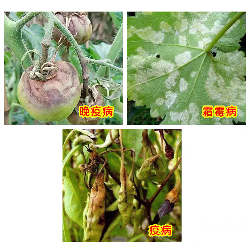增威赢特60.6%氟噻唑吡乙酮代森锰锌黄瓜霜霉病晚疫病农