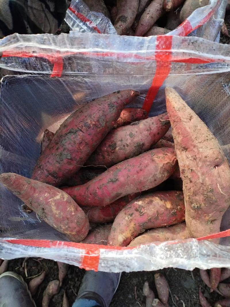 河南南阳红薯西瓜红红薯大量有货品种齐全欢迎选购19，西瓜红